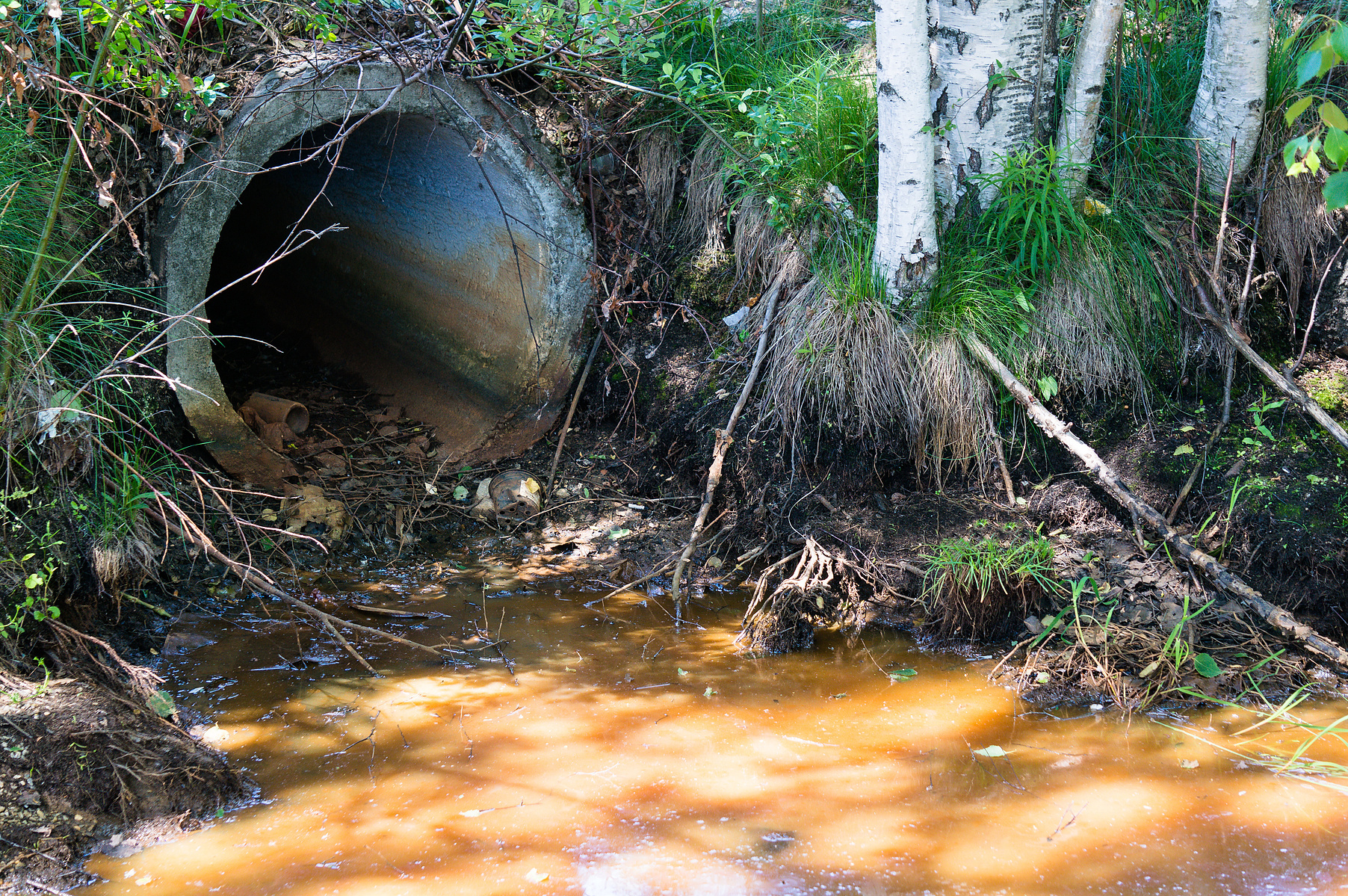 Wastewater runoff is a source of eutrophication, and seaweed aquaculture may prevent eutrophication.