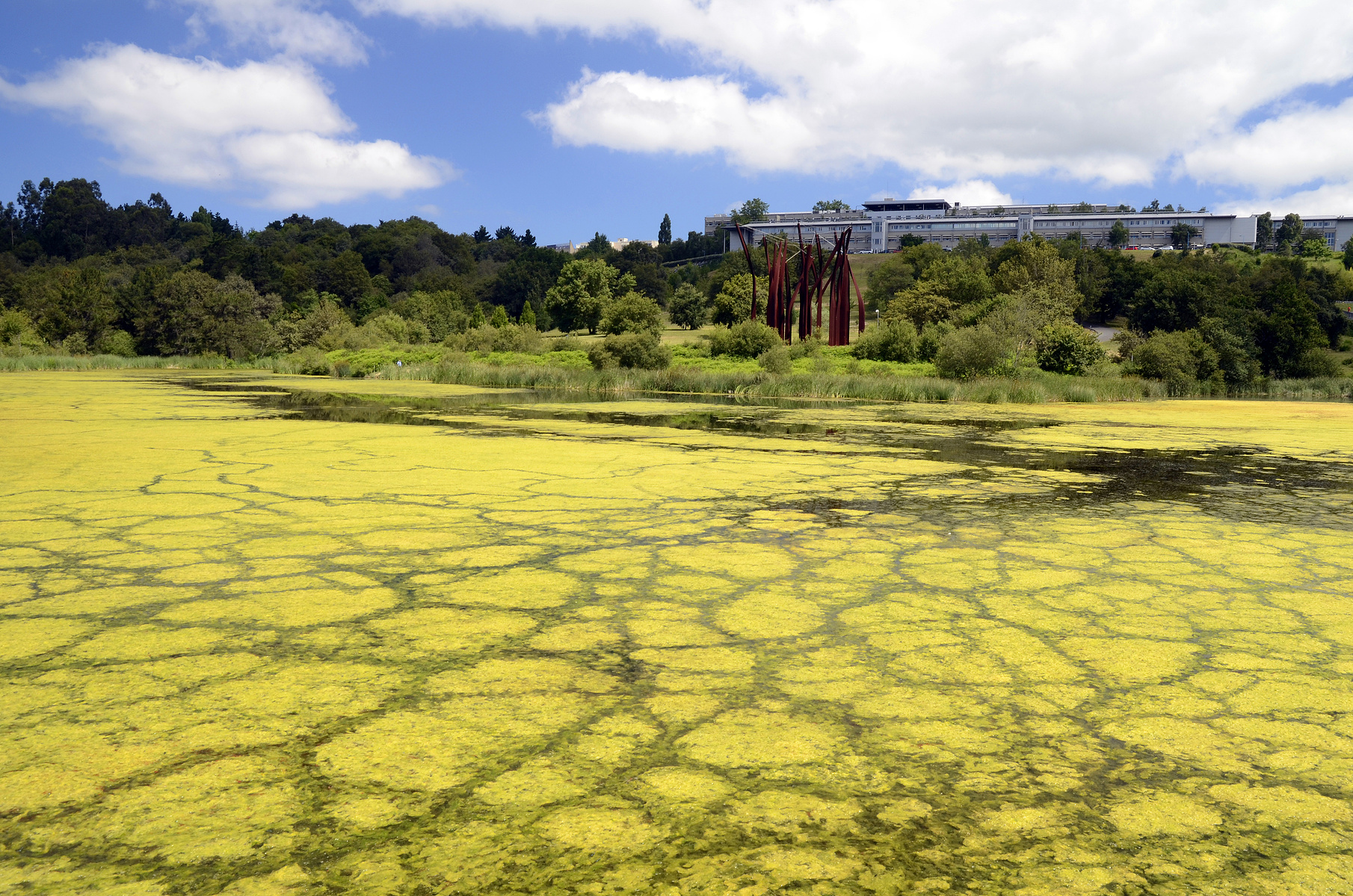 This water reservoir is experiencing an algal bloom due to eutrophic water.  Seaweed aquaculture can reduce harmful algal blooms.