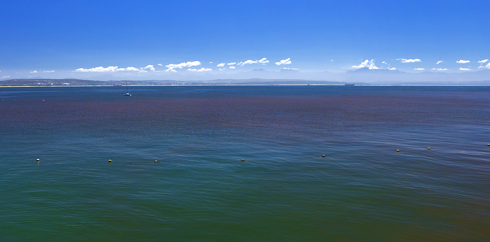 Seaweed farming may prevent harmful algal blooms and red tides.