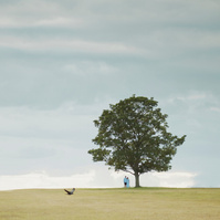 Magic tree - engagement, elopement photo shoot