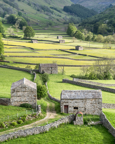 Field Barns and wildflower meadows, Muker, Swaledale