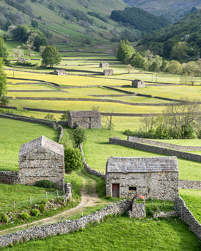 Field Barns and wildflower meadows, Muker, Swaledale