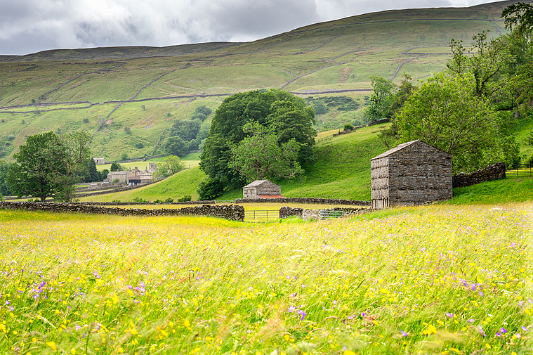 Photograph looking back towards the village of Muker over an ocean of wildflower meadows