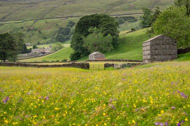 Landscape photograph of the Muker Wildflower Meadows in Swaledale, Yorkshire Dales