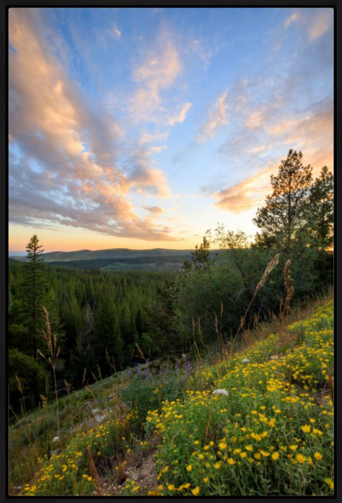 Wyoming mountain wilderness with yellow wildflowers, pine trees and clouds at sunset