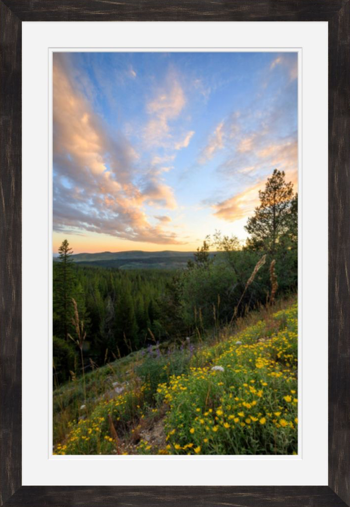 Wyoming mountain wilderness with yellow wildflowers, pine trees and clouds at sunset