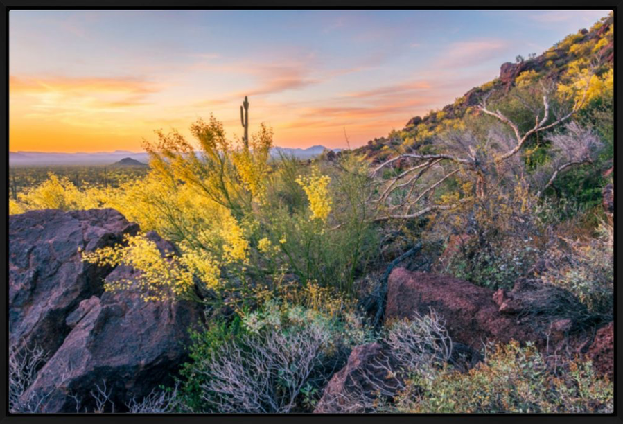 Yellow desert flowers in bloom with cacti and mountains in an Arizona desert landscape at sunset with pastel color clouds