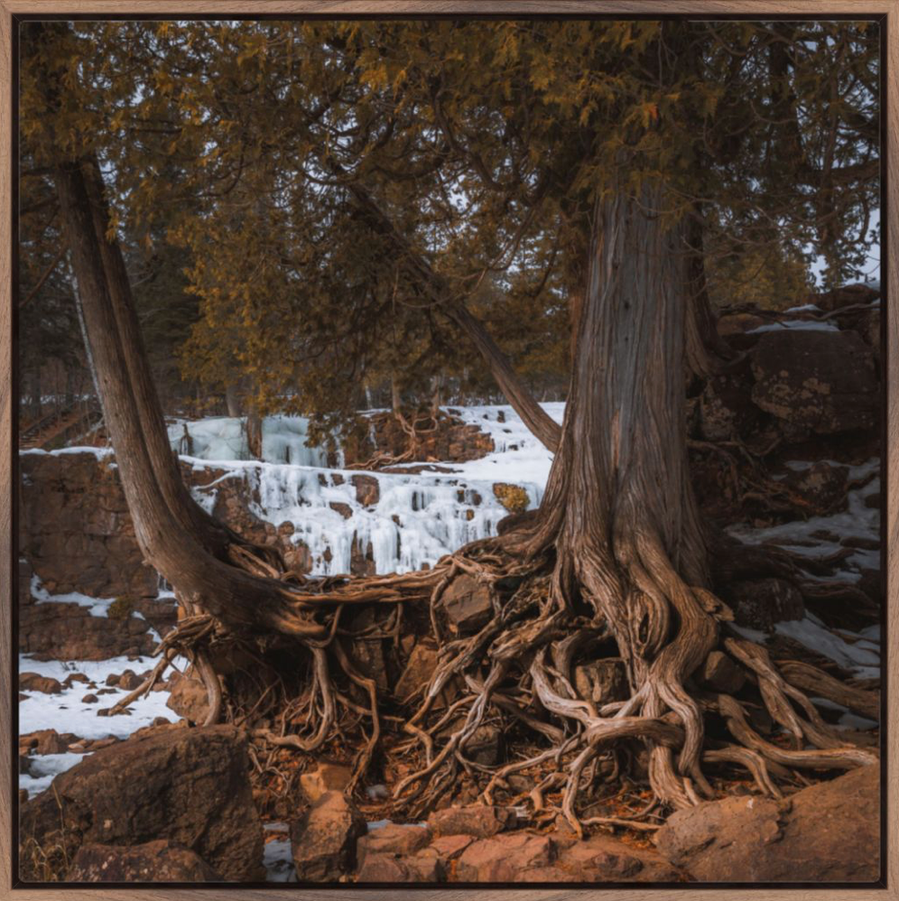 Gooseberry Falls State Park in the winter with cedar trees and roots in northern Minnesota