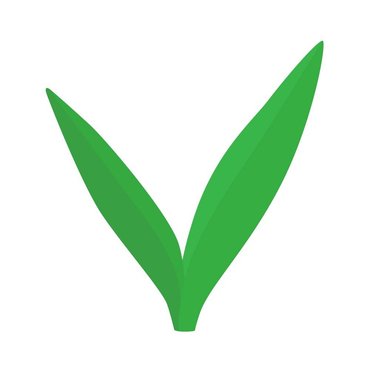 Verdance Logo