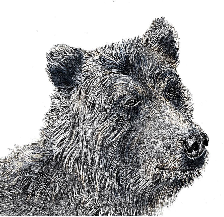 Head of a Grizzly, Graphite drawing