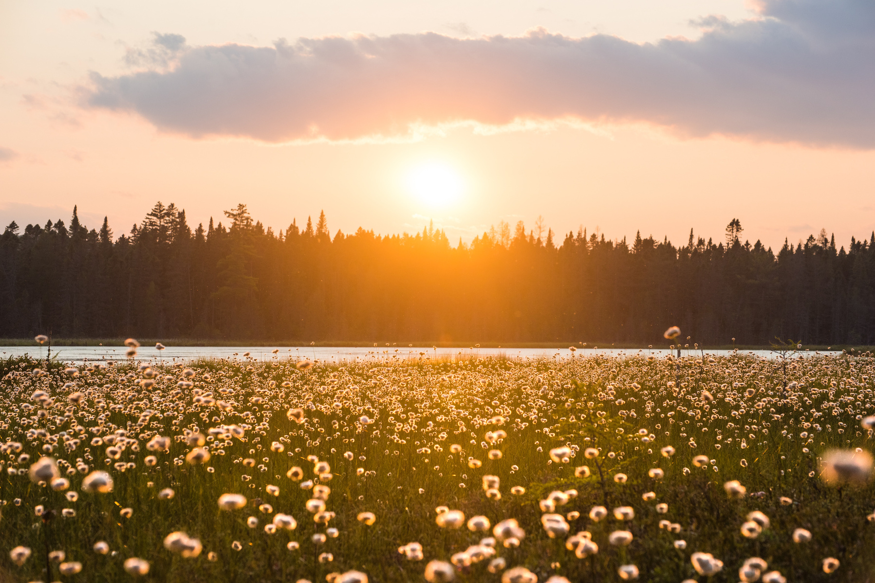 Bog, Vermont, sunset, nature, environment, cotton, grass, Landscape, Nathanael, Asaro