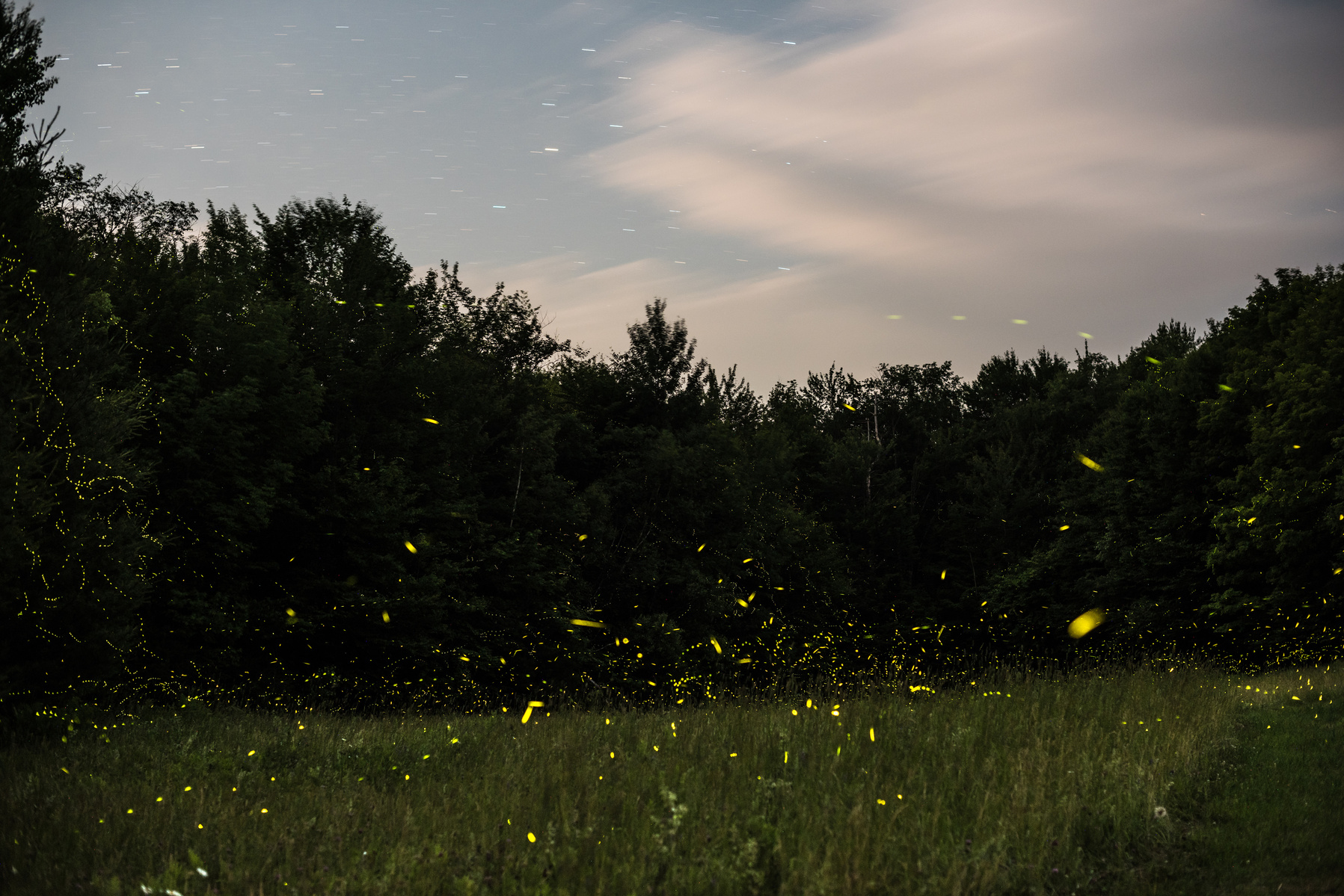 Fireflies, Vermont, Landscape, Photography, Nathanael, Asaro