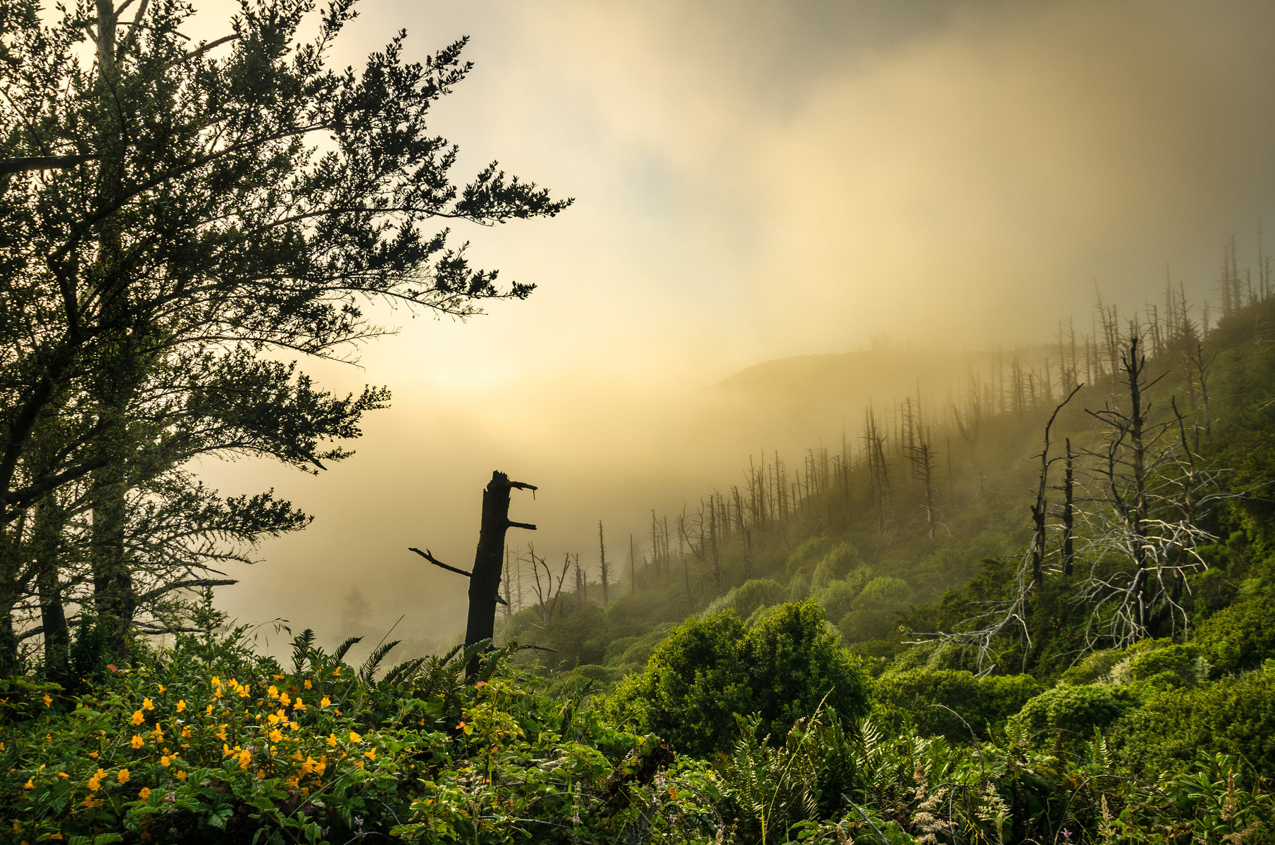 Point, Reyes, National, Seashore, California, Landscape