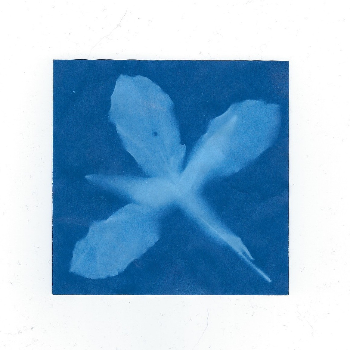trillium cyanotype