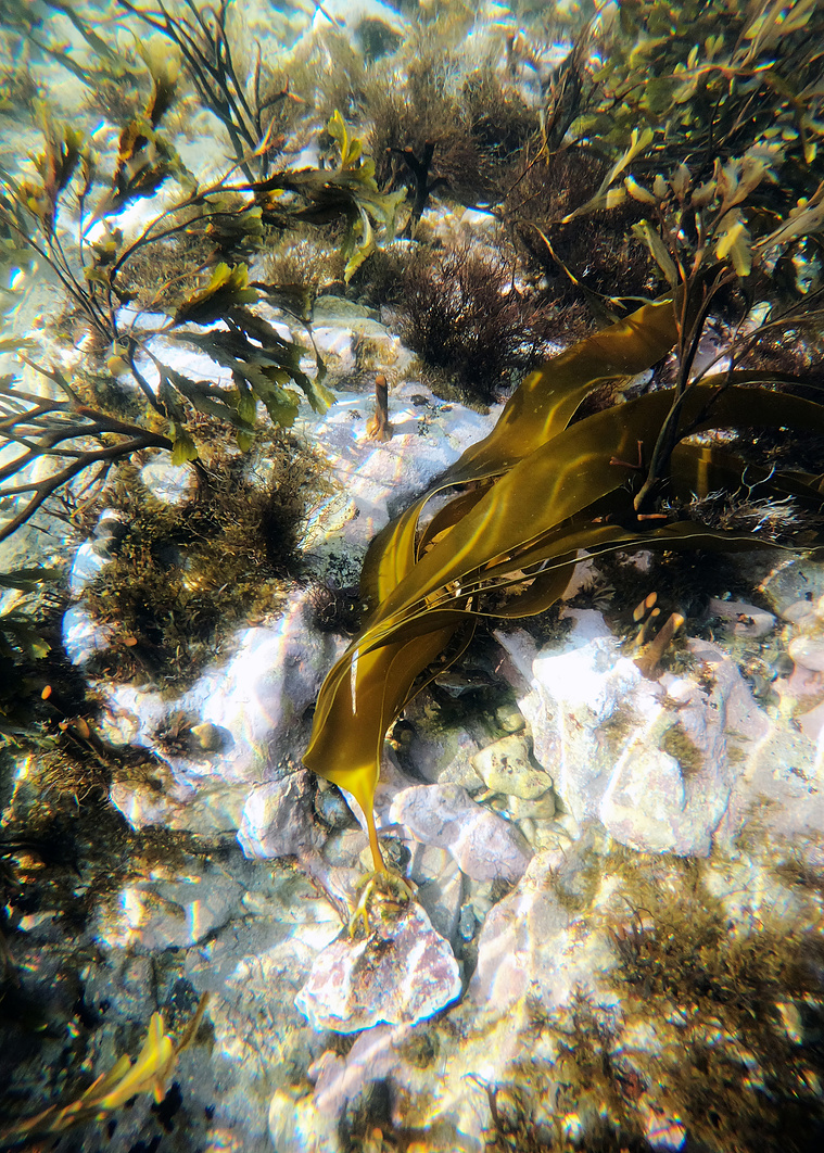 Finger seaweed (Laminaria digitata) is a common species of brown algae found in Danish waters. Though seaweed is plantlike because it contains chlorophyll and undergoes the process of photosynthesis, it’s not identified as a plant and does not have true r