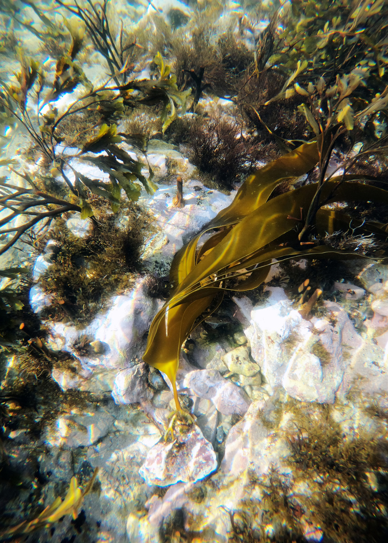Finger seaweed (Laminaria digitata) is a common species of brown algae found in Danish waters. Though seaweed is plantlike because it contains chlorophyll and undergoes the process of photosynthesis, it’s not identified as a plant and does not have true r