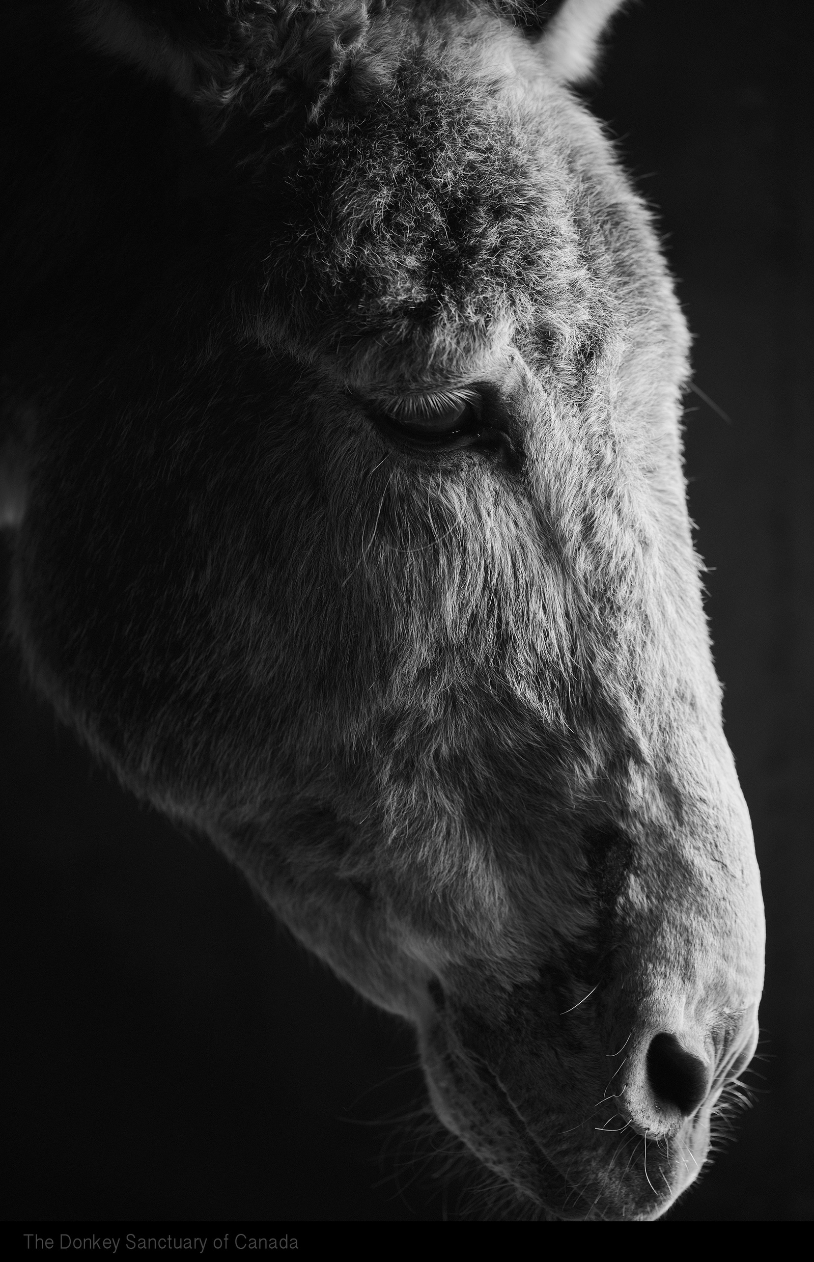 The Donkey Sanctuary of Canada Gary William Ogle Photographer