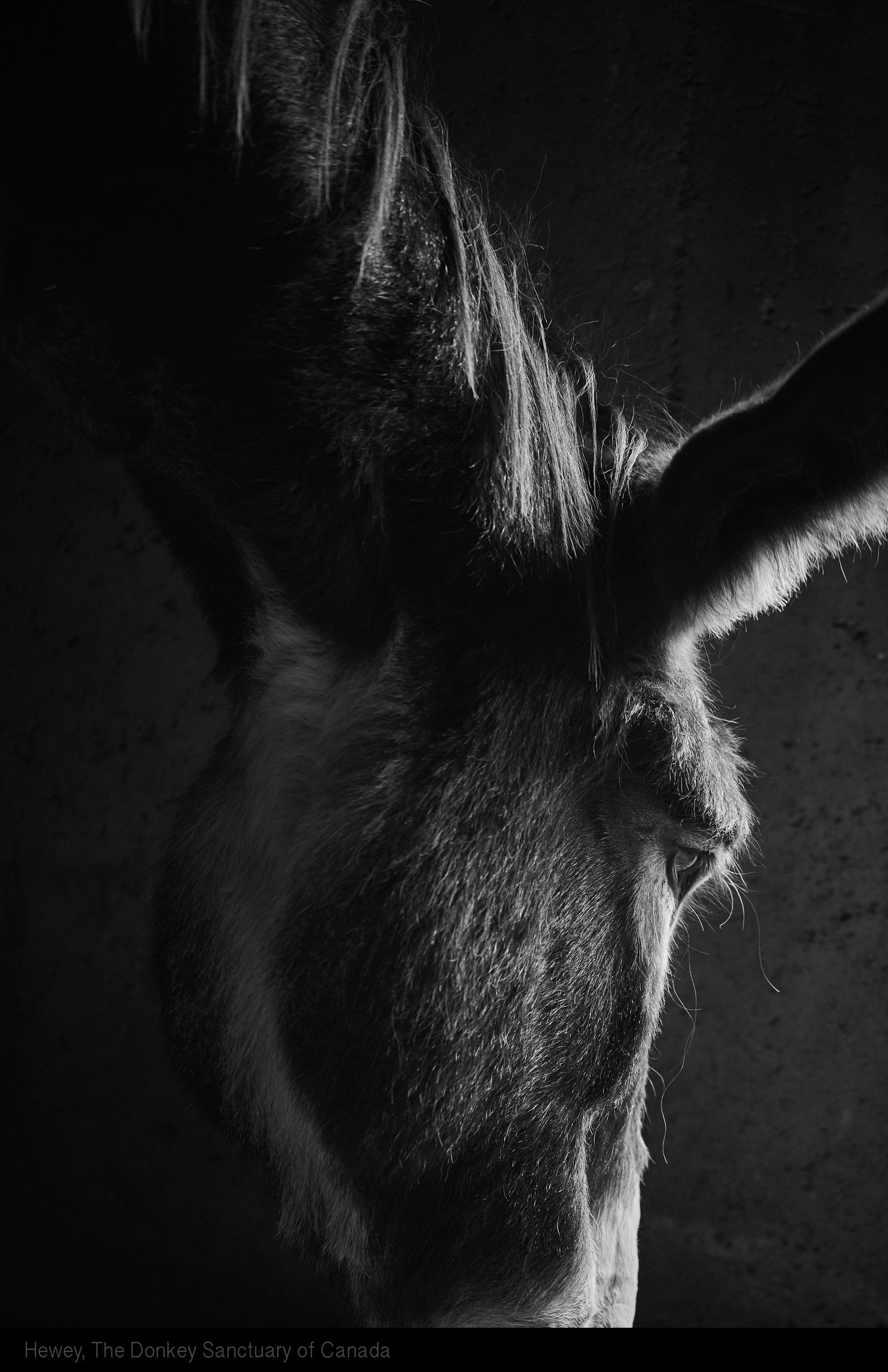 The Donkey Sanctuary of Canada Gary William Ogle Photographer