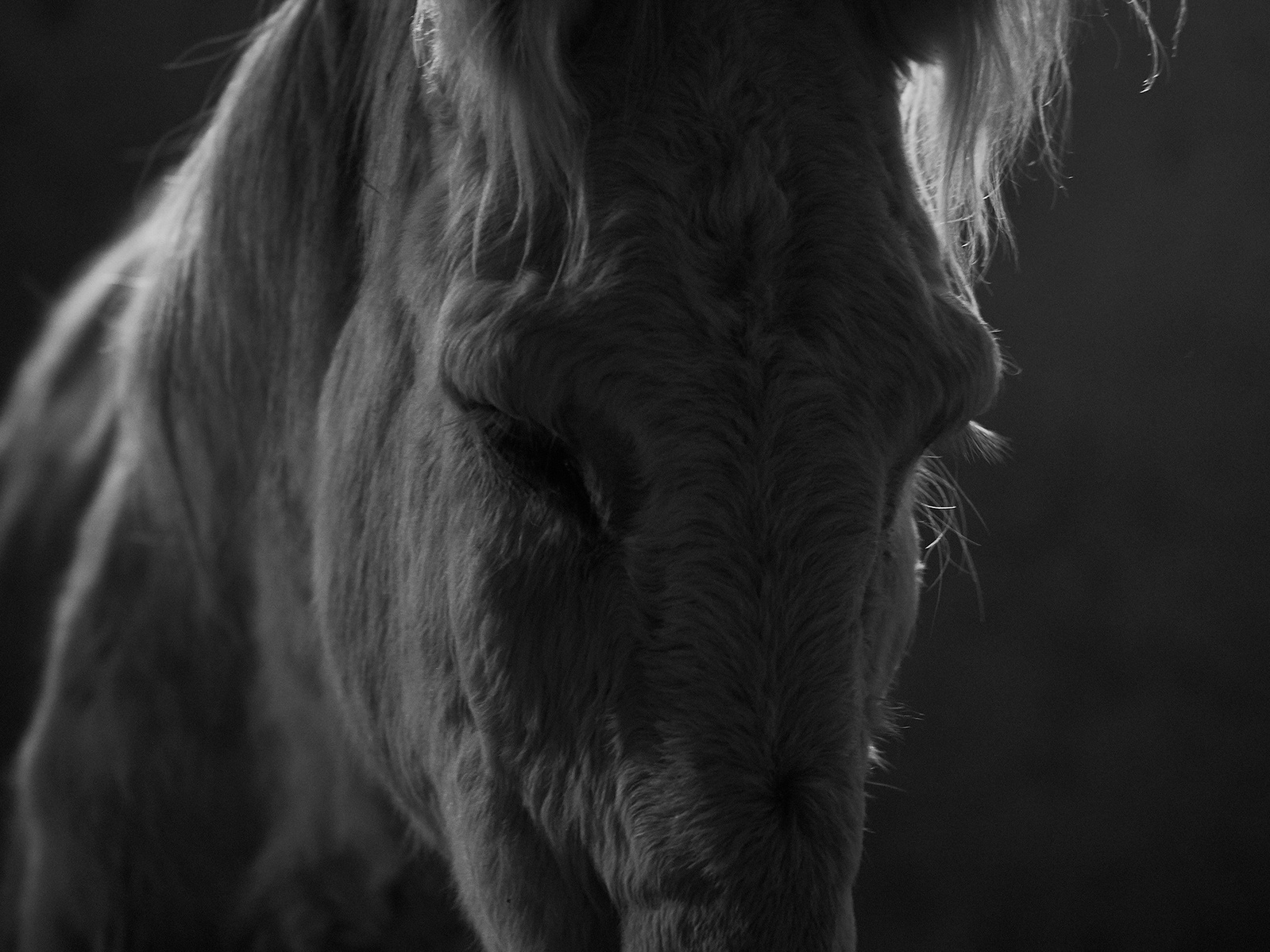 The Donkey Sanctuary of Canada Gary William Ogle Photographer