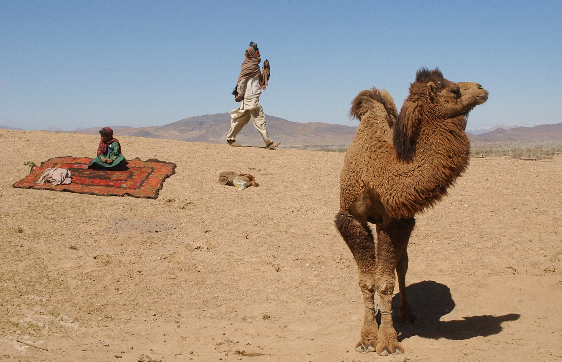a camel in the desert with a boy on a rug and a man striding toward it in the background