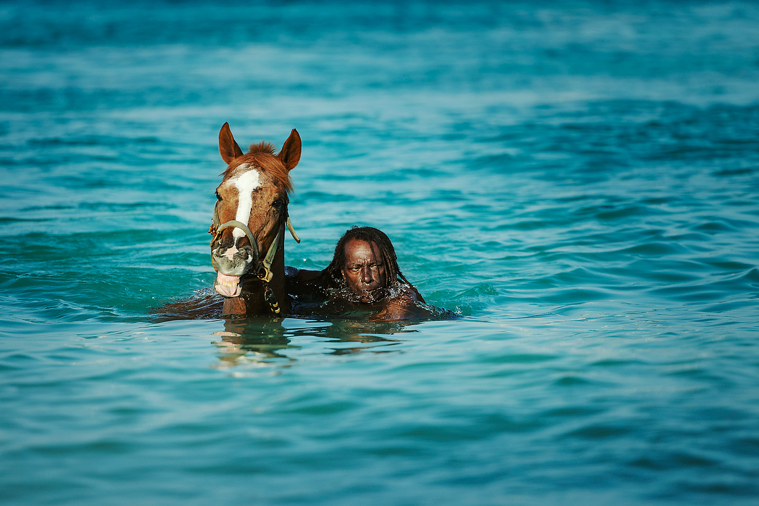 barbados, horses swimming, pebbles beach, pebbles beach race horses, jen mason photography