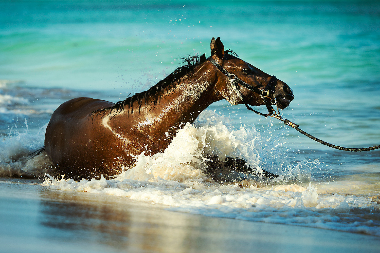 barbados, horses swimming, pebbles beach, pebbles beach race horses, jen mason photography