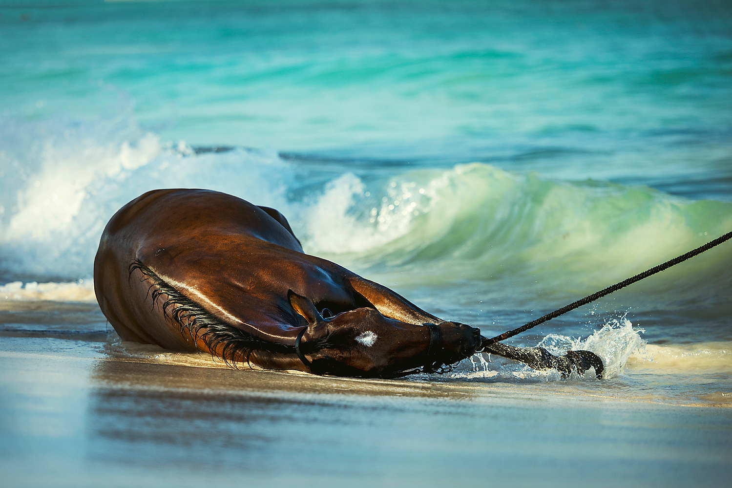 barbados, horses swimming, pebbles beach, pebbles beach race horses, jen mason photography