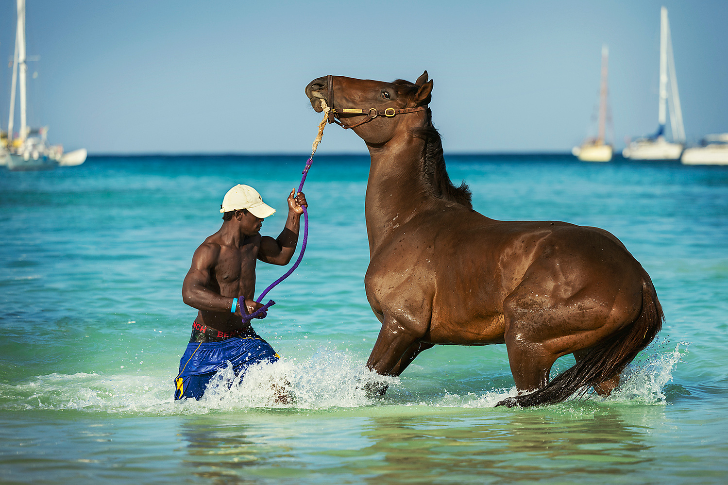barbados, horses swimming, pebbles beach, pebbles beach race horses, jen mason photography