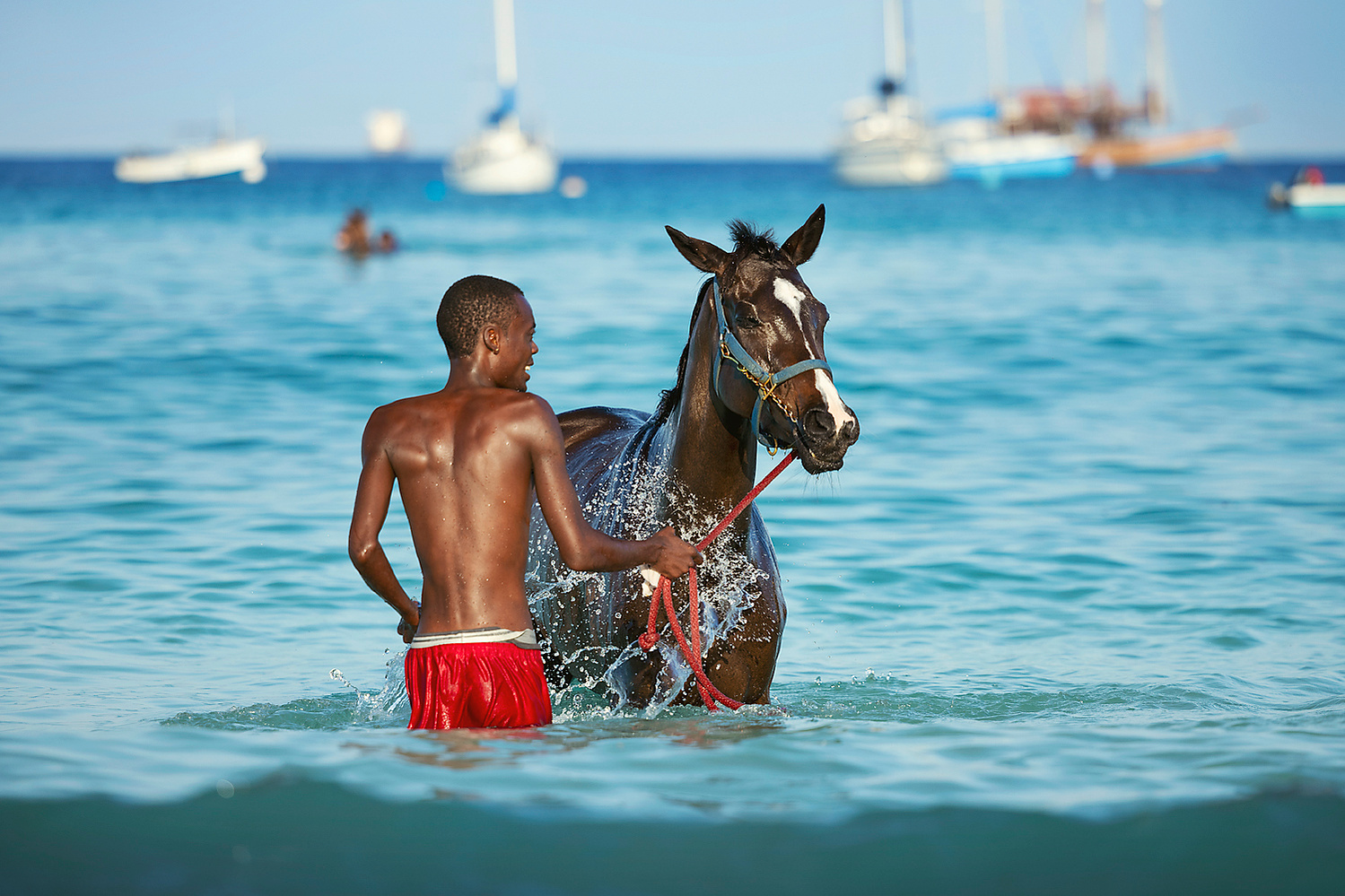 barbados, horses swimming, pebbles beach, pebbles beach race horses, jen mason photography