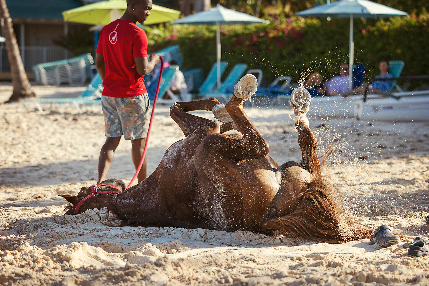 barbados, horses swimming, pebbles beach, pebbles beach race horses, jen mason photography
