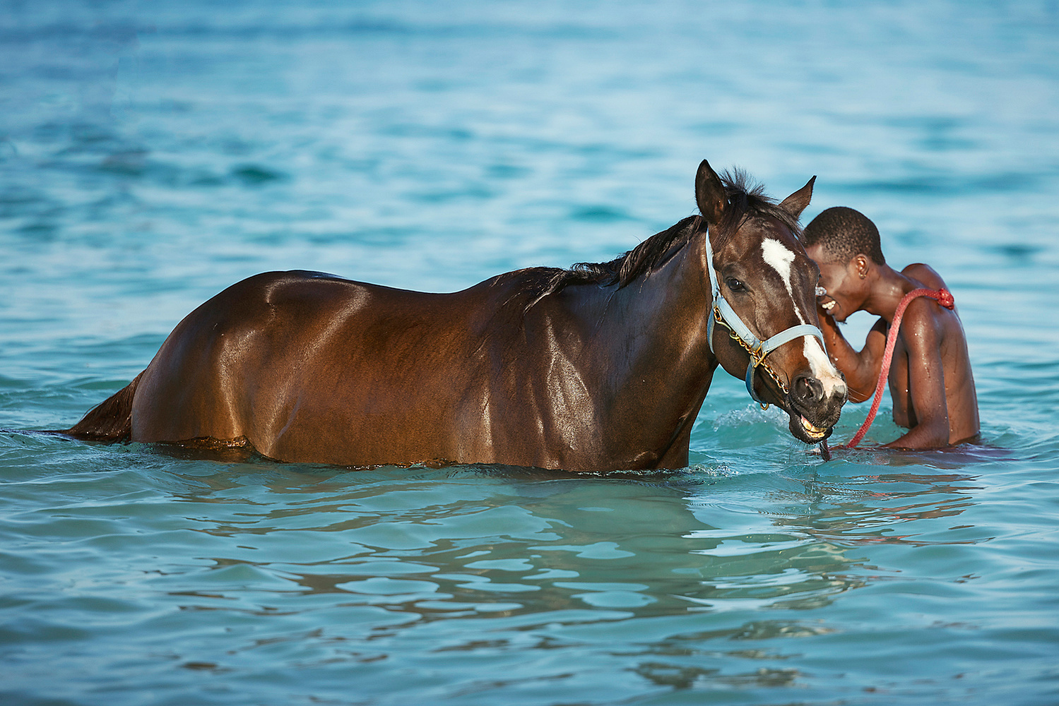 barbados, horses swimming, pebbles beach, pebbles beach race horses, jen mason photography