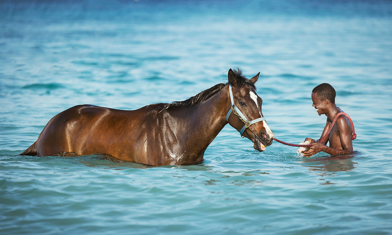 barbados, horses swimming, pebbles beach, pebbles beach race horses, jen mason photography