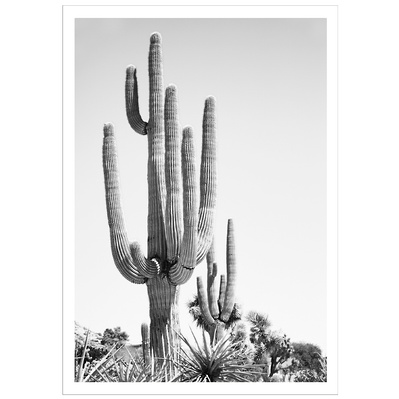 Cali Cactus shot in Yucca Valley, California by Elle Green for her California Desert wall art Photography series.