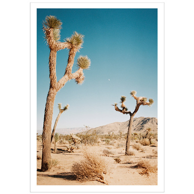 Joshua Tree & The Moon shot on Mamiya 645 Medium Format, Kodak Portra Film in Joshua Tree, California by Elle Green for her California Desert wall art Photography series.