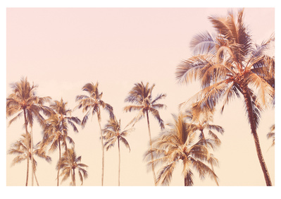 Haleiwa Palms shot in Haleiwa, North Shore, Oahu, Hawaii by Elle Green