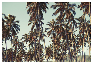 Kauai Palm Stacks shot in Kauai, Hawaii by Elle Green