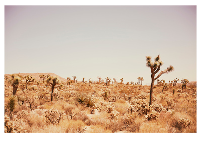 Mojave Desert shot in Joshua Tree, California by Elle Green for her California Desert wall art Photography series.