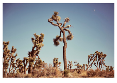 Joshua Tree shot in Joshua Tree, California by Elle Green for her California Desert Wall Art Photography series.