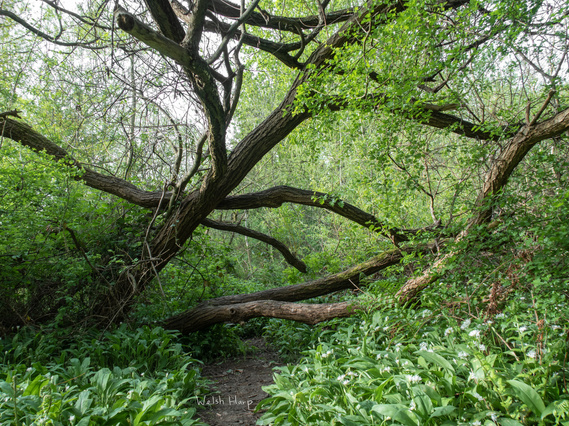 Being Brent, Being Green - Matt Lee, Smriti Mehra