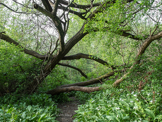 Being Brent, Being Green - Matt Lee, Smriti Mehra