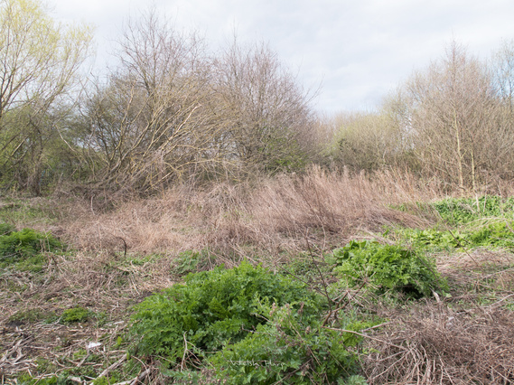Being Brent, Being Green - Matt Lee, Smriti Mehra