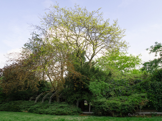 Being Brent, Being Green - Matt Lee, Smriti Mehra