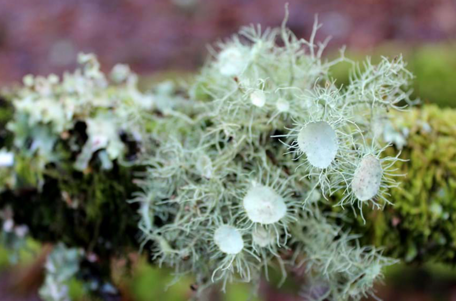close up of unsea lichen, old mans beard