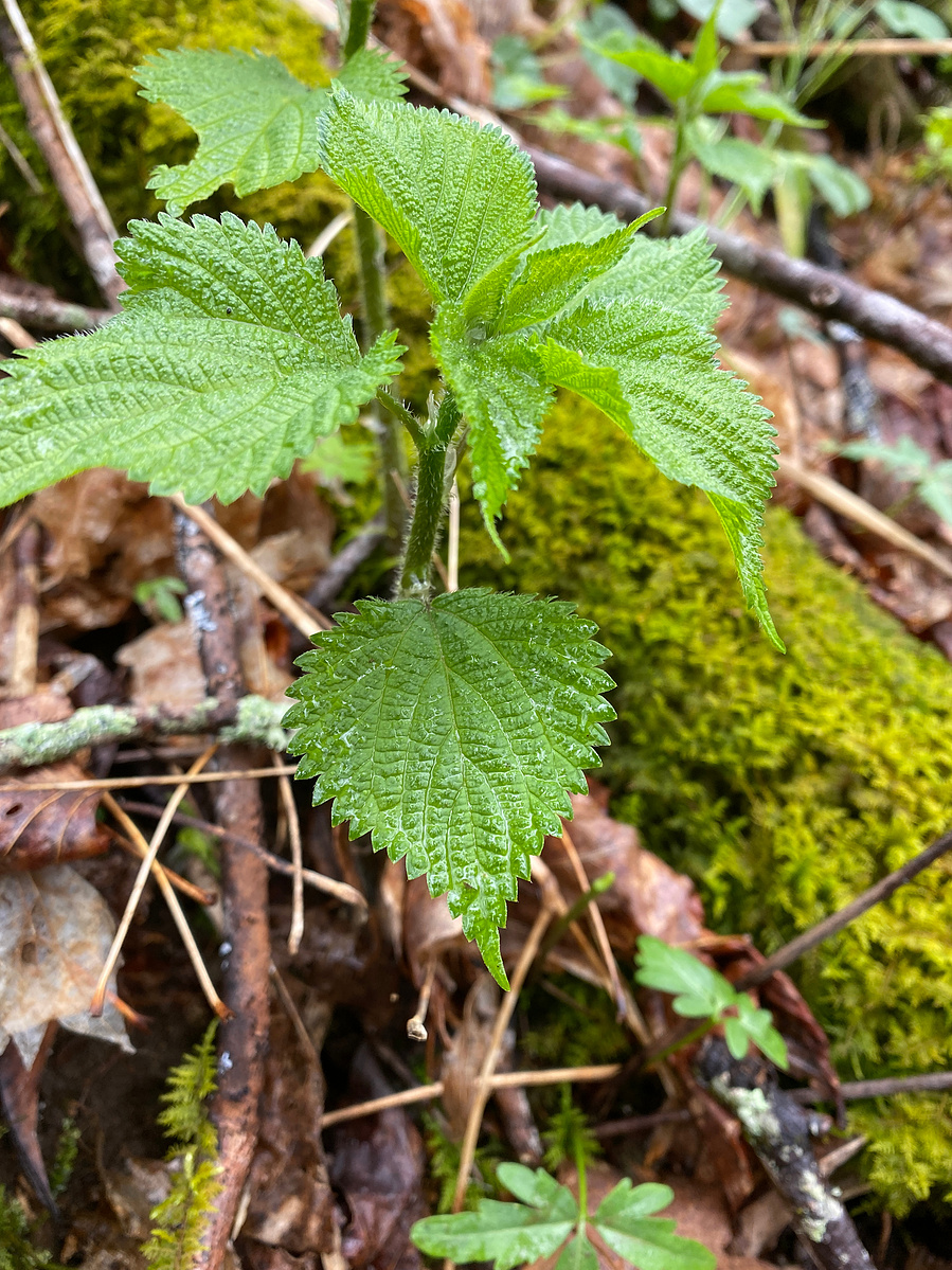 woods nettle shoots