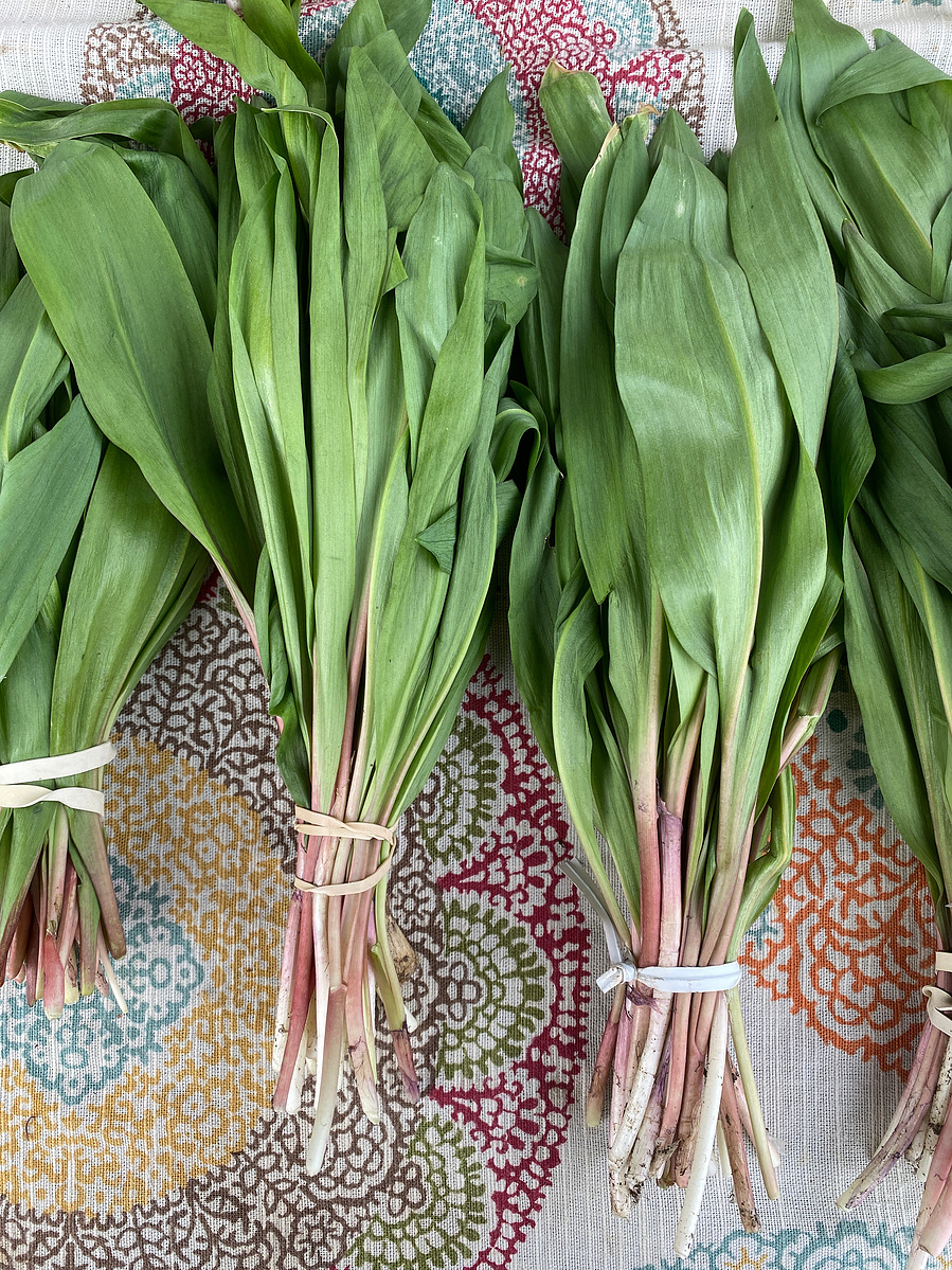 sustainably harvested ramps allium tricoccum wild goods