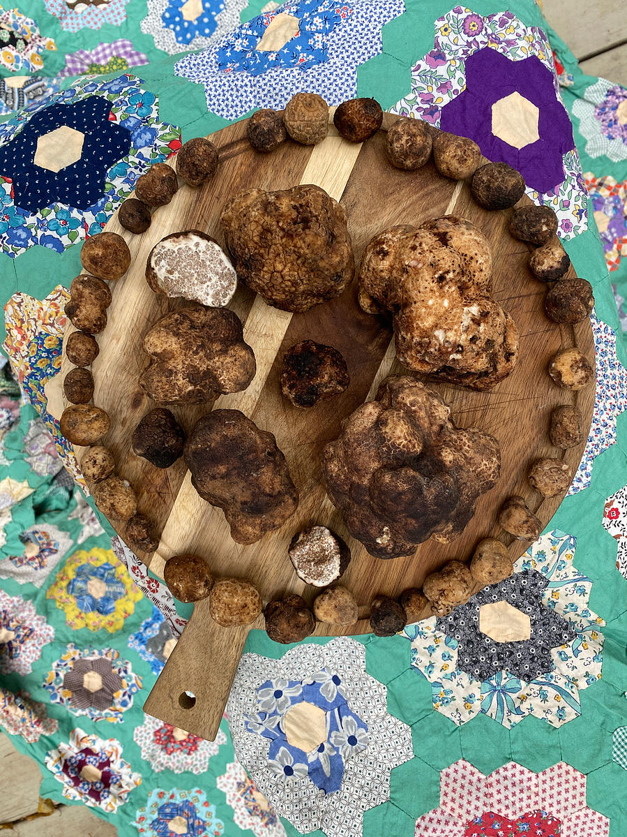 blue ridge Appalachian truffles imaia gigantea native wild dog harvested by lagotto romangolo 