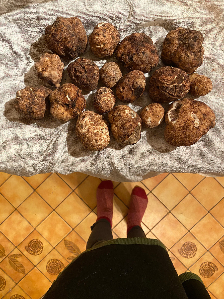 blue ridge Appalachian truffles imaia gigantea dog harvested 