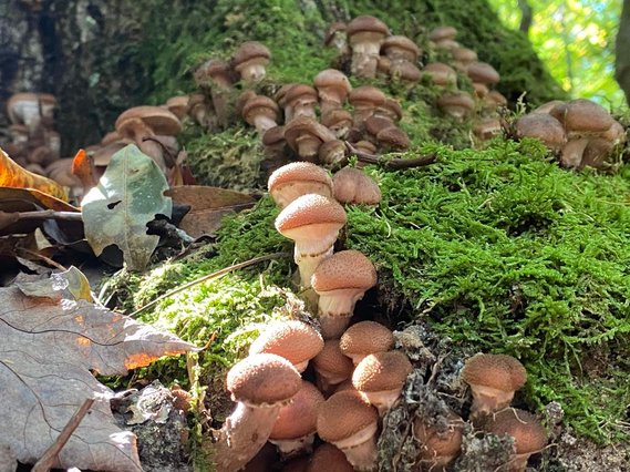 Cute little baby honey mushrooms popping up from a mossy stump in the sunlight Photo by Natalie Dechiara 