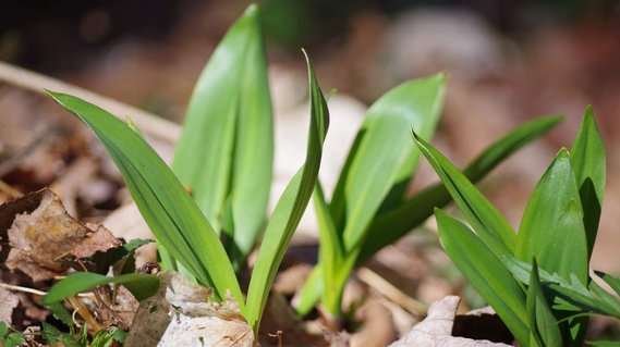 Ramps, or Allium Tricoccum, wild leek, growing in the forest of Western North Carolina
