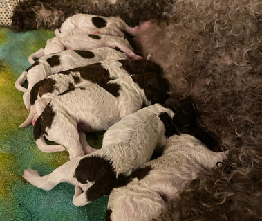 lagotto puppies nursing mama Eva 